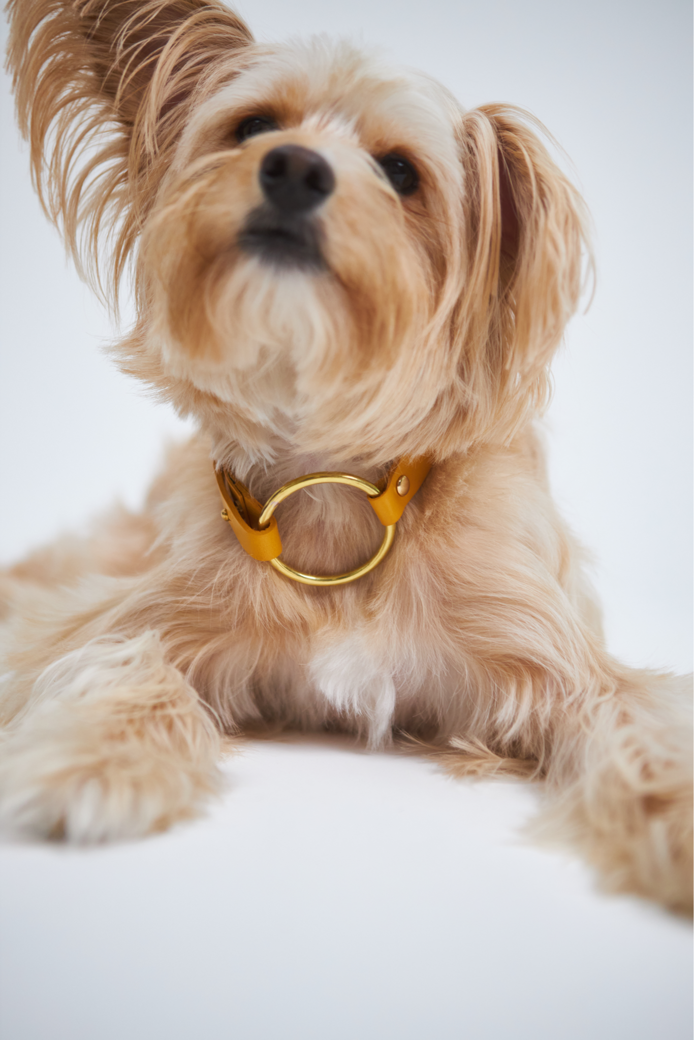 The Riviera Collar by Bastavanco