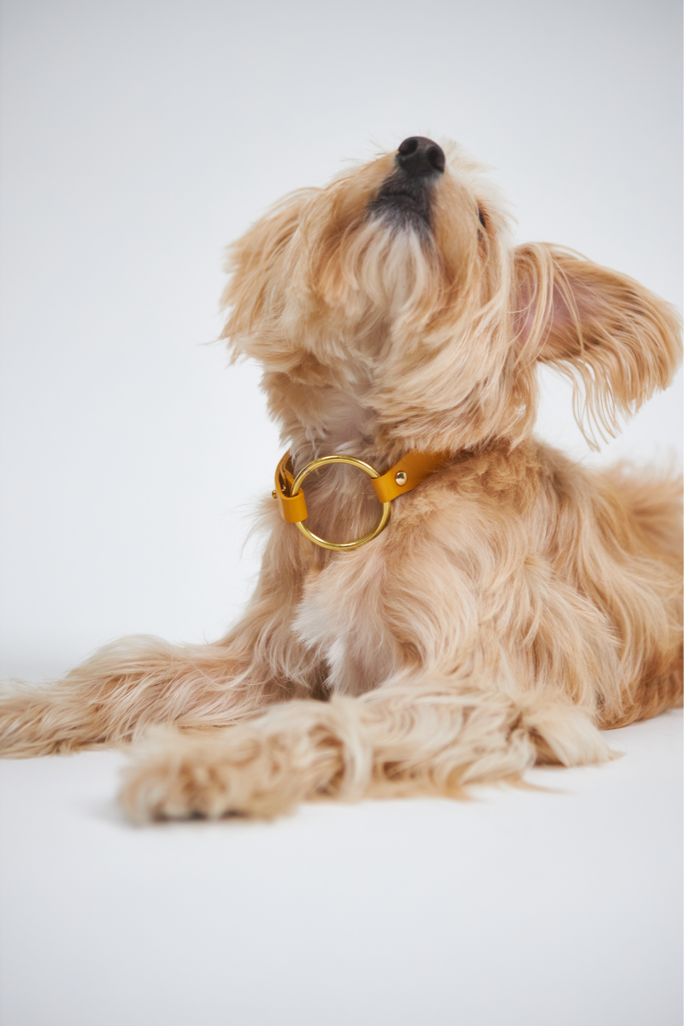 The Riviera Collar by Bastavanco